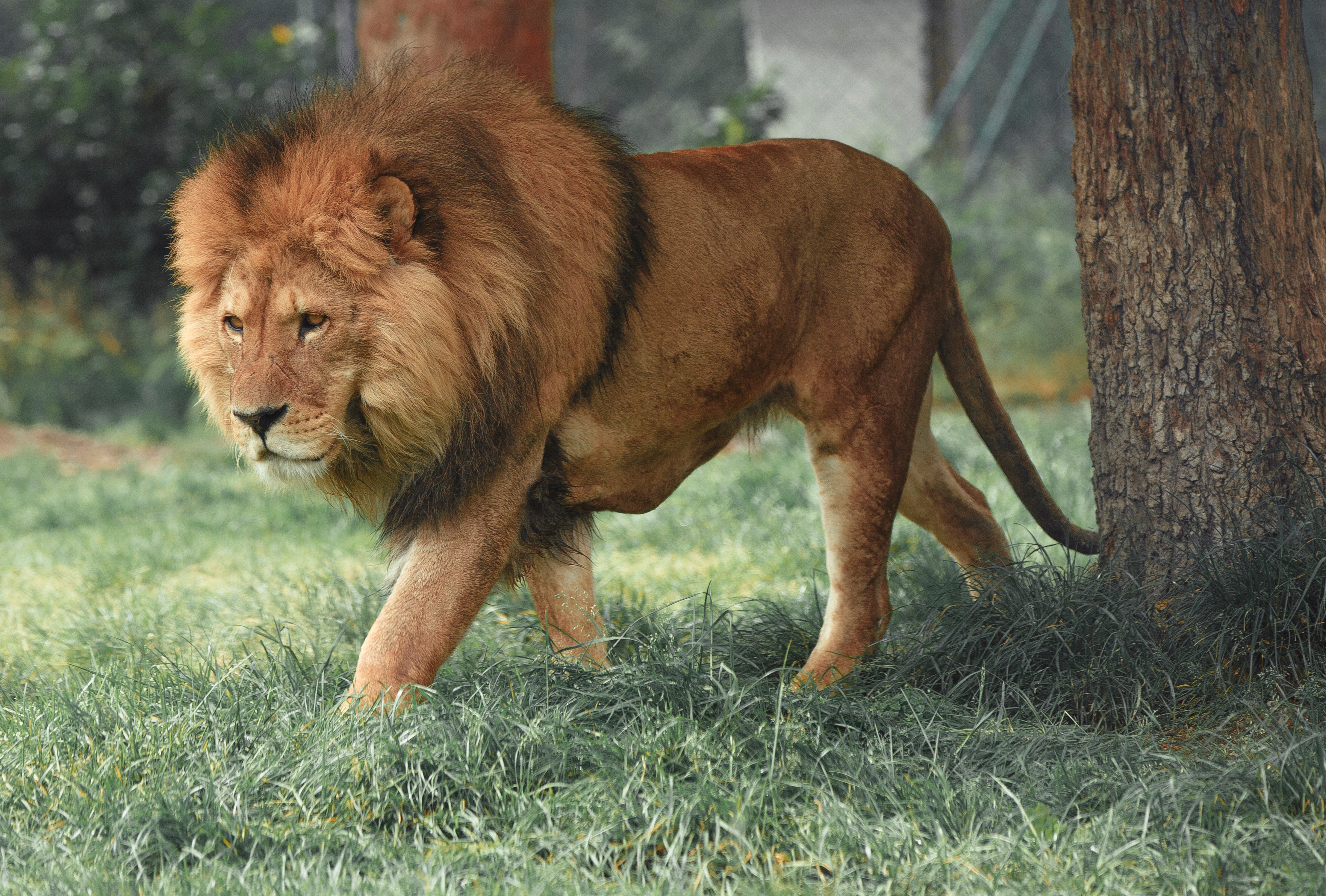 A Lion In The Kingdom